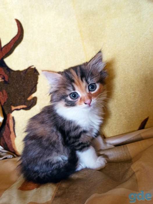 Котенок кошка трехцветная, фотография 2