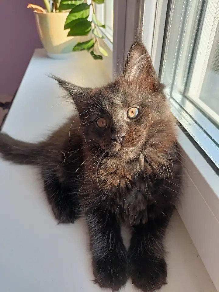 Продажа котят мейн-кунов, фотография 5