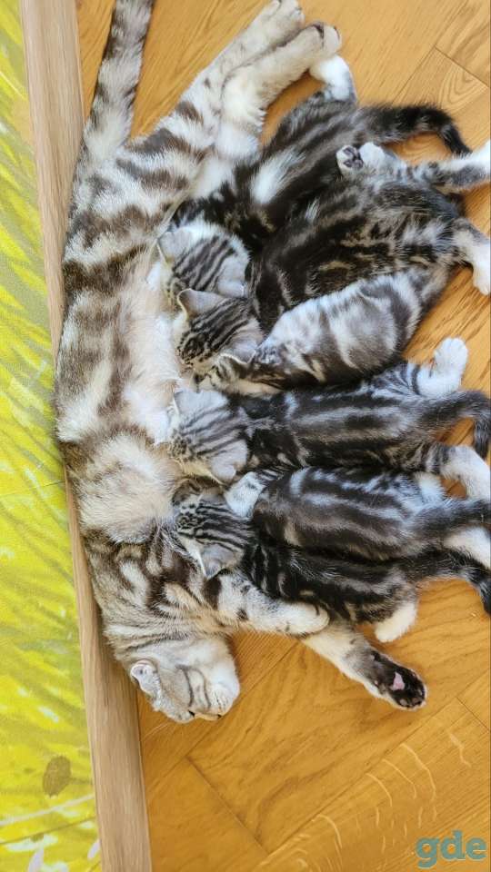 Шотландские котята, фотография 6