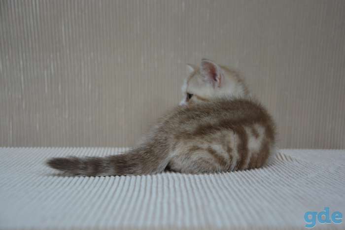 Шотландский котенок, фотография 2