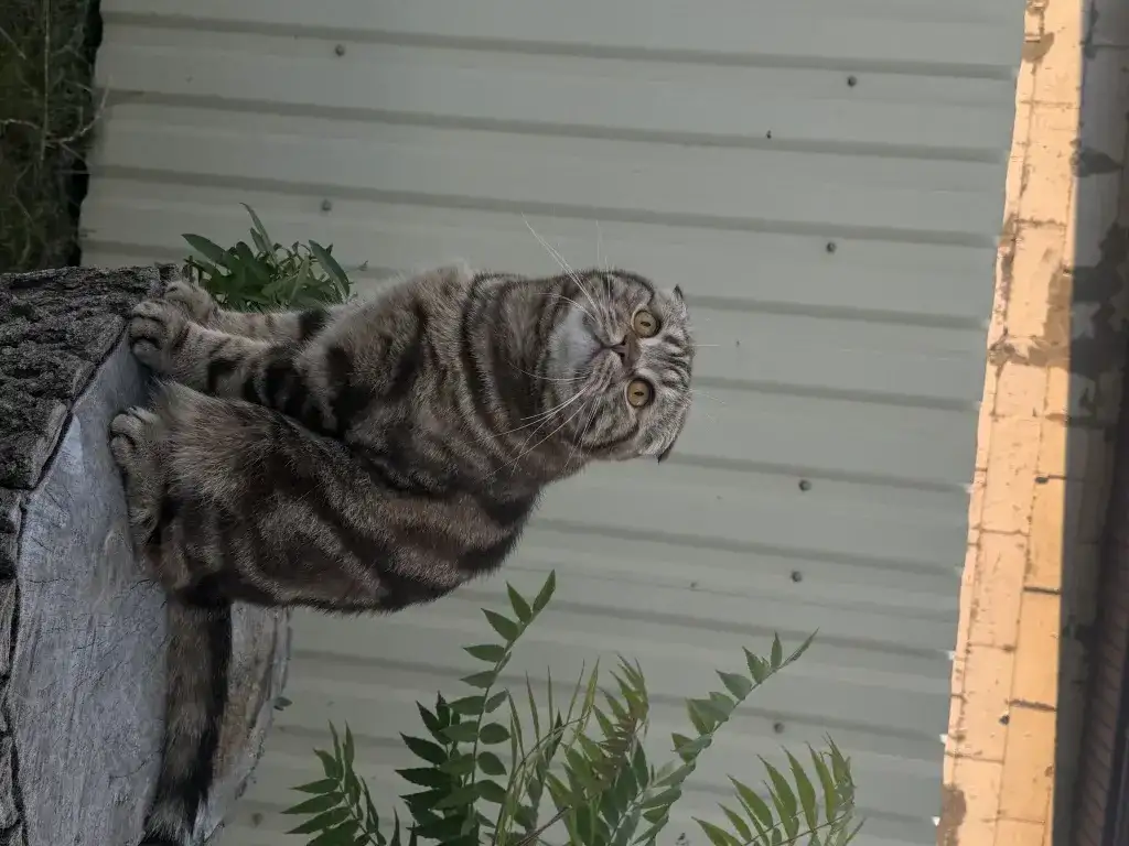 Шотландские котятатабби, фотография 5