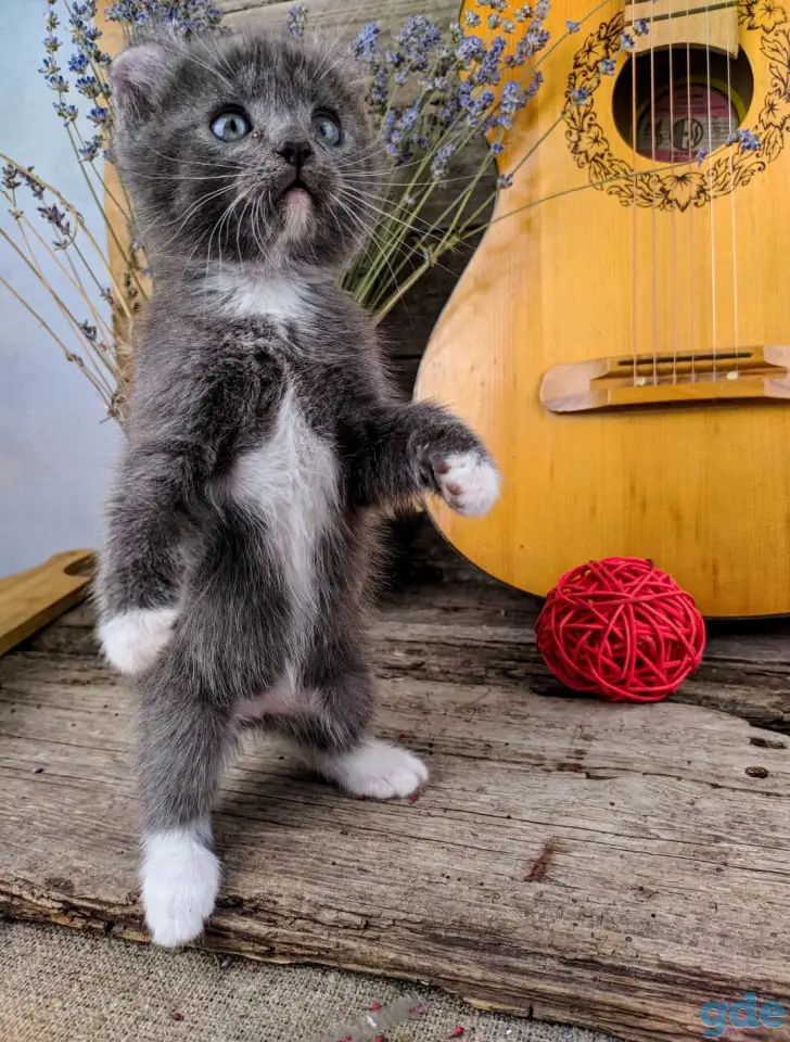 Котята Американский кёрл, фотография 3