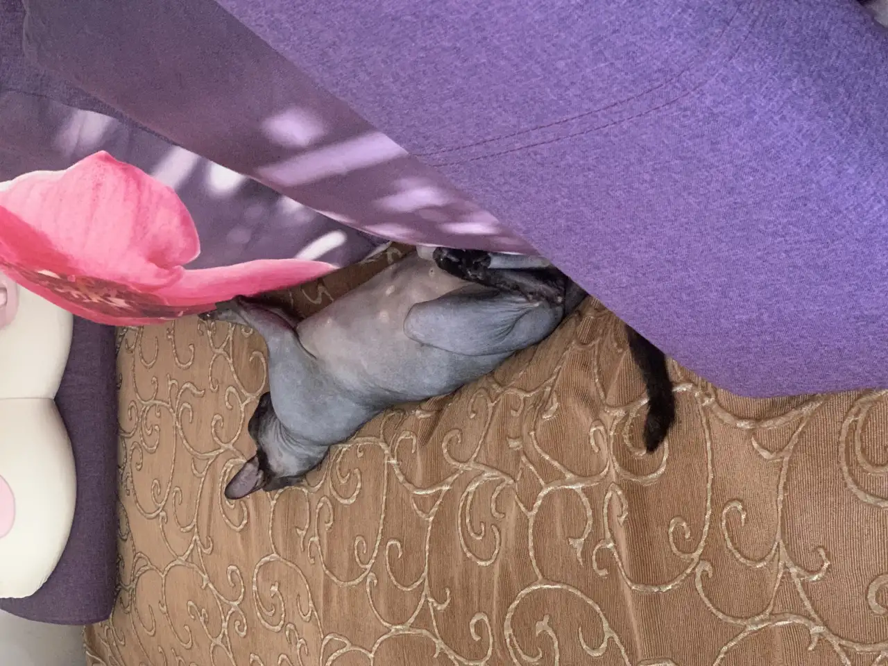 Отдам кота в хорошие руки, фотография 5