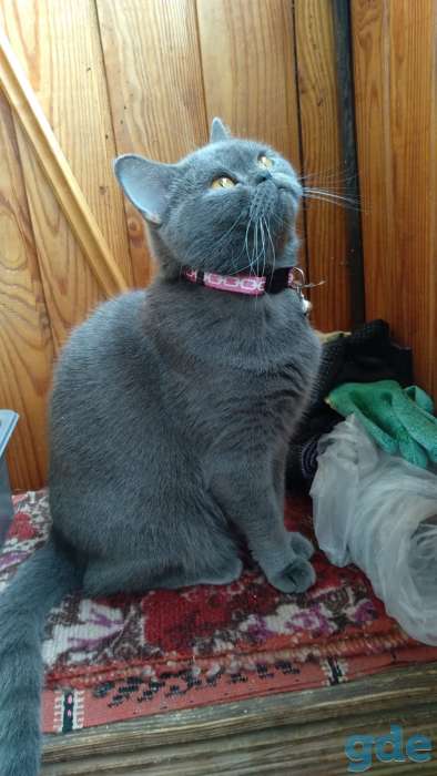 Шотландские котята, фотография 7