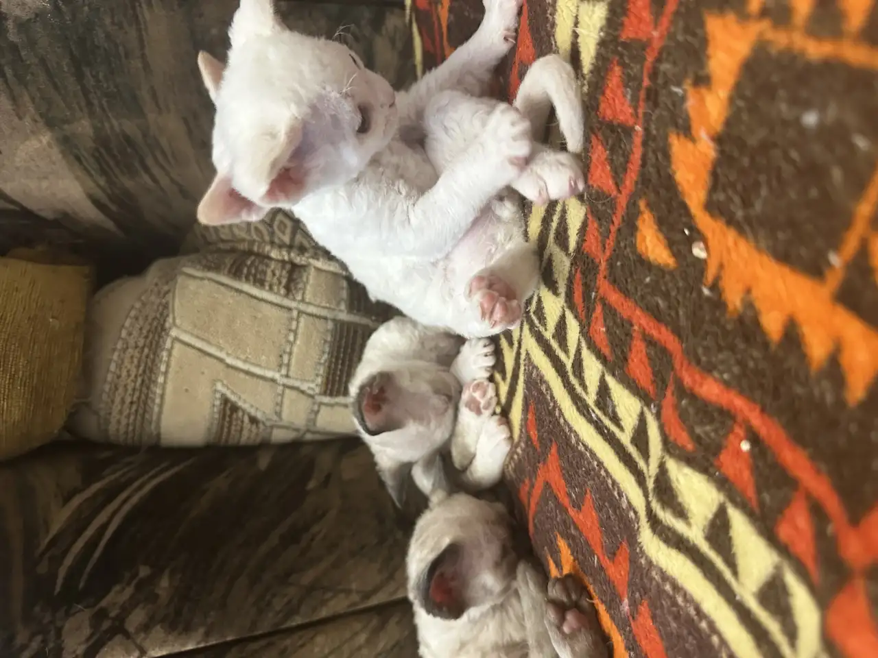 Котята Девон рекс, фотография 1