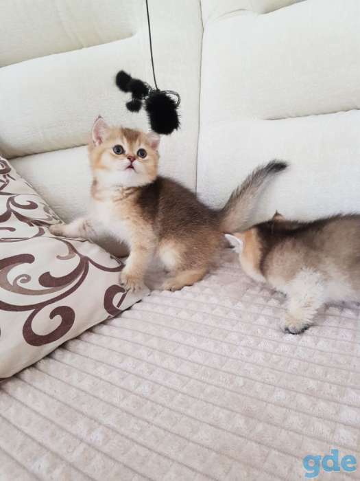 Чистокровные шотландские котята, фотография 8