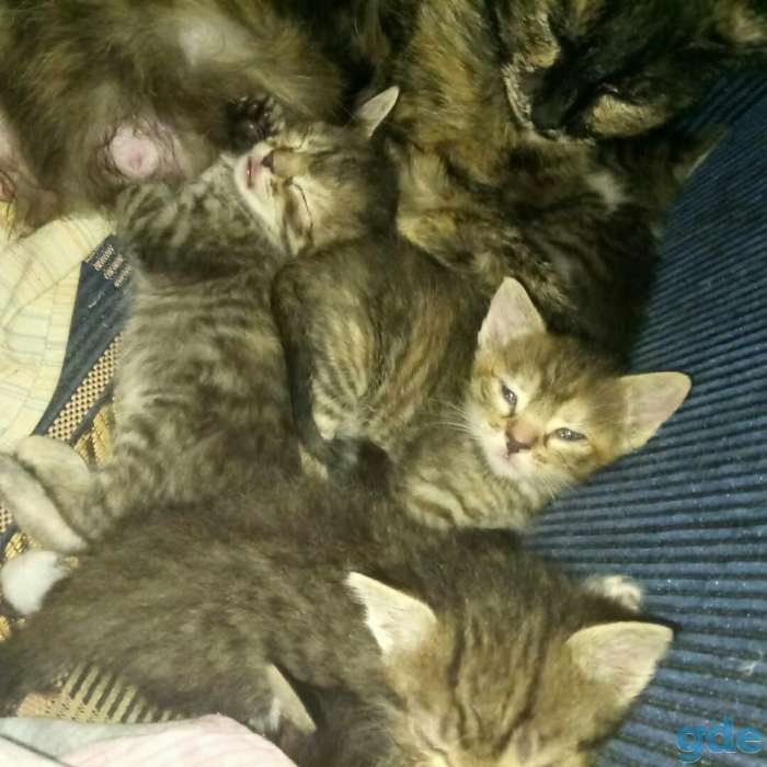 Котята, фотография 1