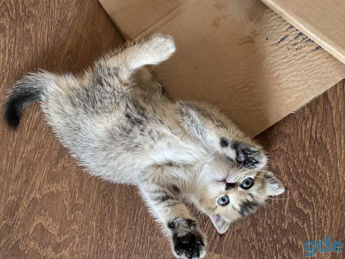 Шотландские котята, фотография 5