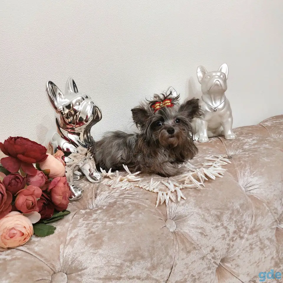 Эксклюзив.Чихуахуа окрас мерле и мини йорк., фотография 4