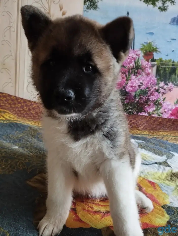 Американская акита, фотография 4