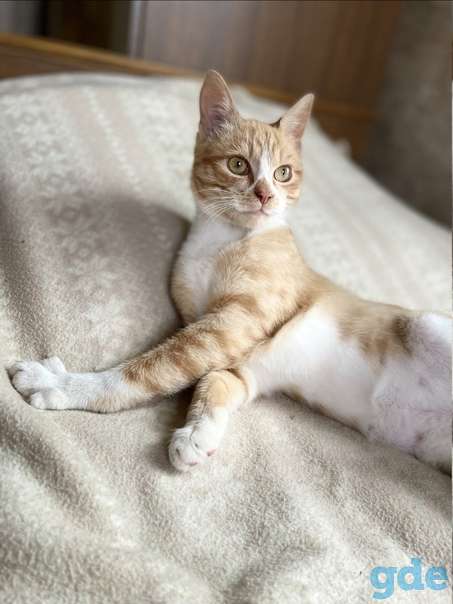 Котенок ищет дом, фотография 1