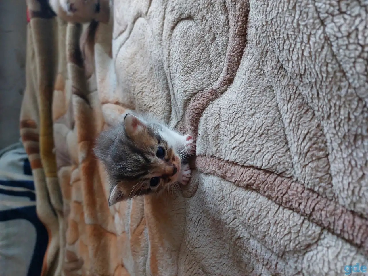 Котята в дар, фотография 12