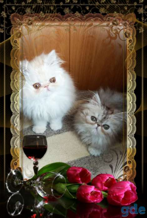 Персидские котята. Персы., фотография 1