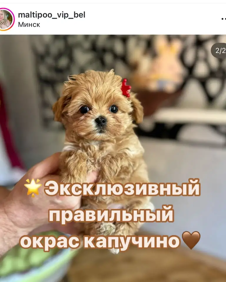 Мальтипу ф1 элитные мини и микро Корея только у нас, фотография 7