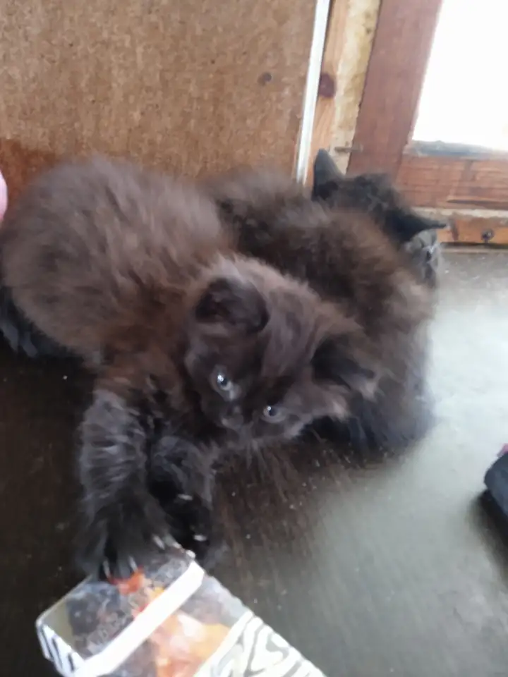 Котята в дар, фотография 5