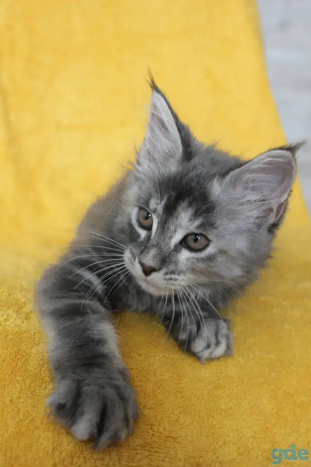 6 Котенок Мейн кун, фотография 2