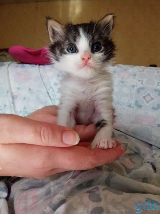Котенок в дар, фотография 2