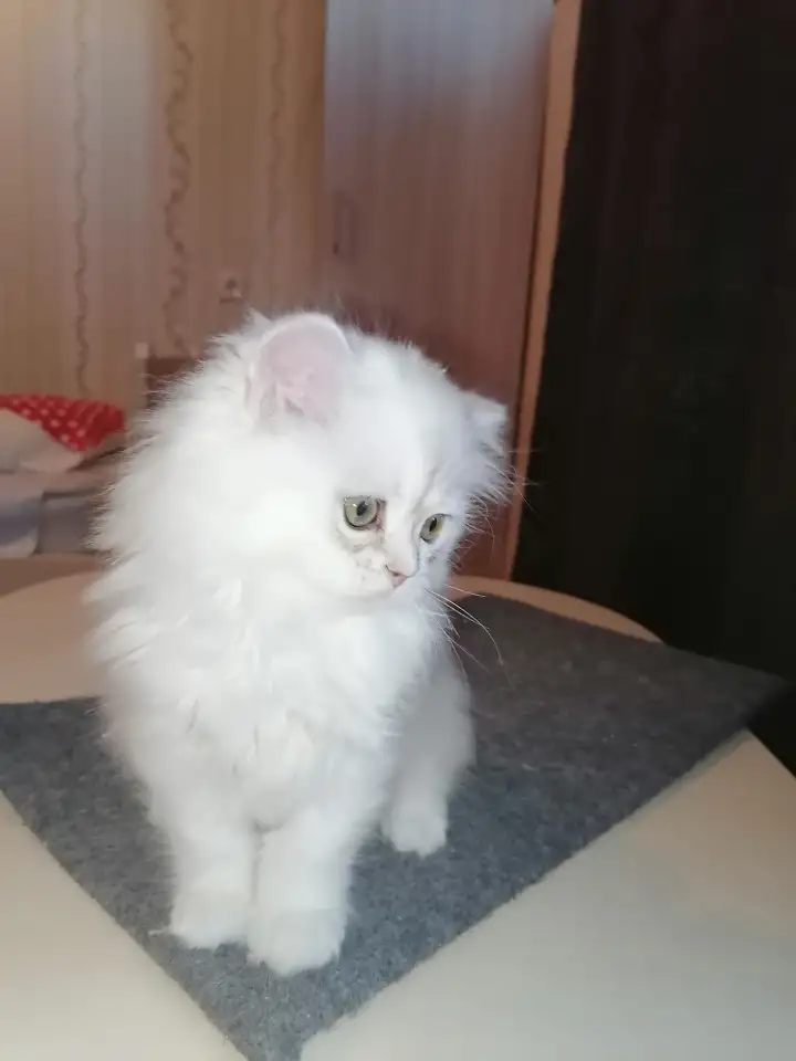 Британская кошечка, фотография 5