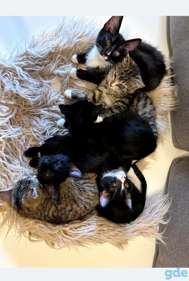 Котята в дар, фотография 1