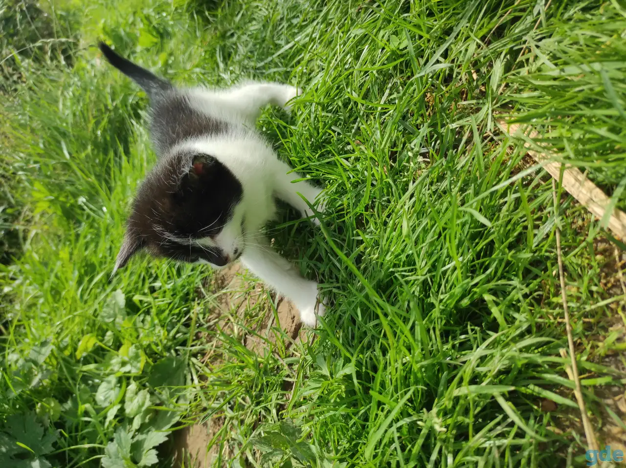 Котята (3 недели), фотография 6