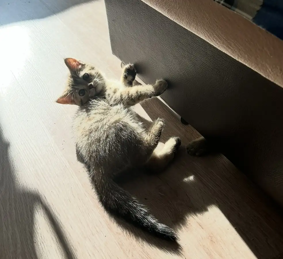 Шотландские котята, фотография 2