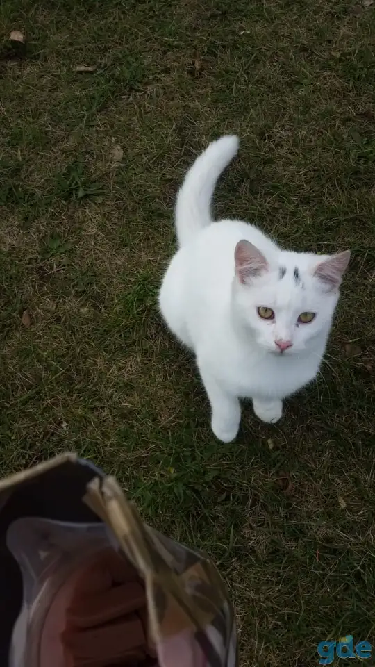 Котята ищут гостеприимный дом, фотография 3