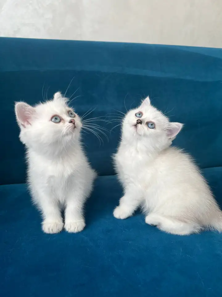 Британские котята, фотография 7