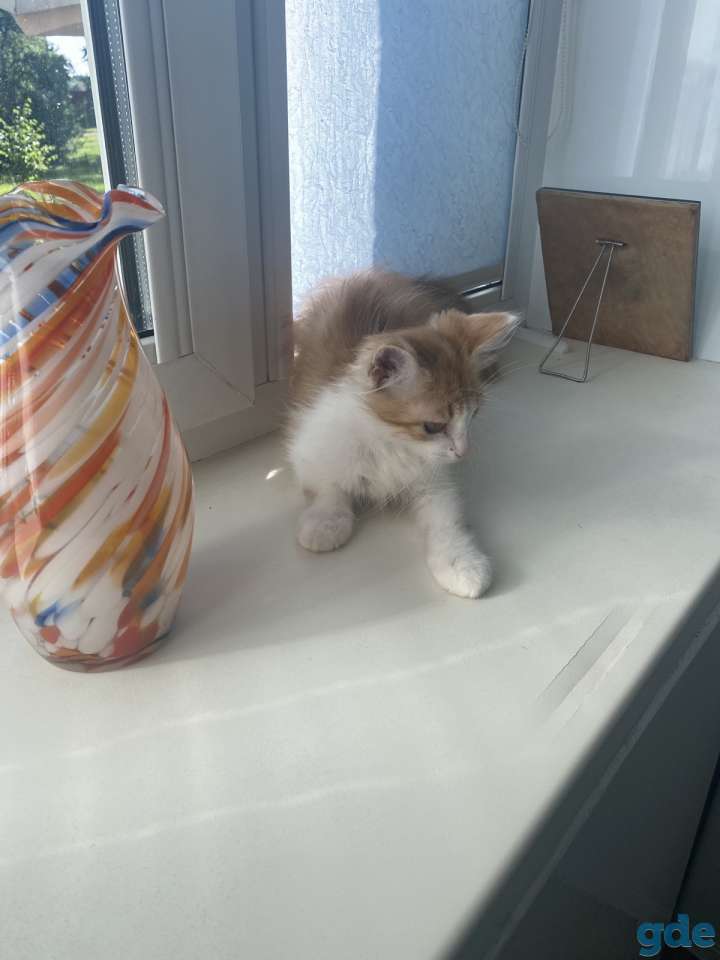 Отдам рыжего котенка-мальчика в дар, фотография 3