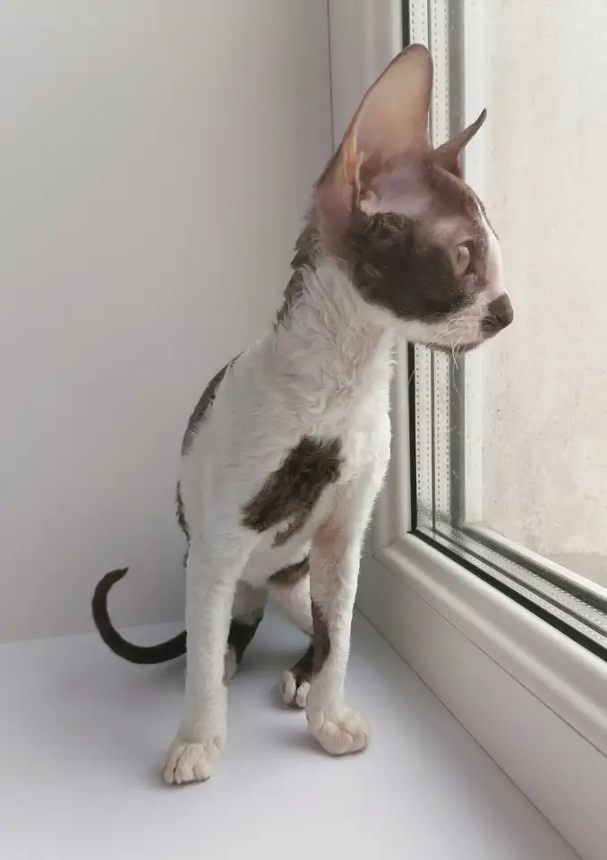 Корниш - рекс, фотография 3