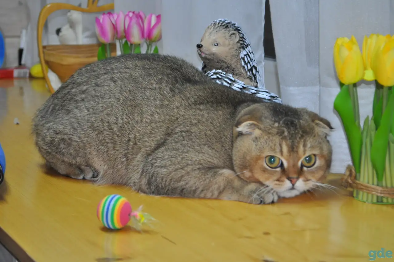 Шотландский кот, фотография 1