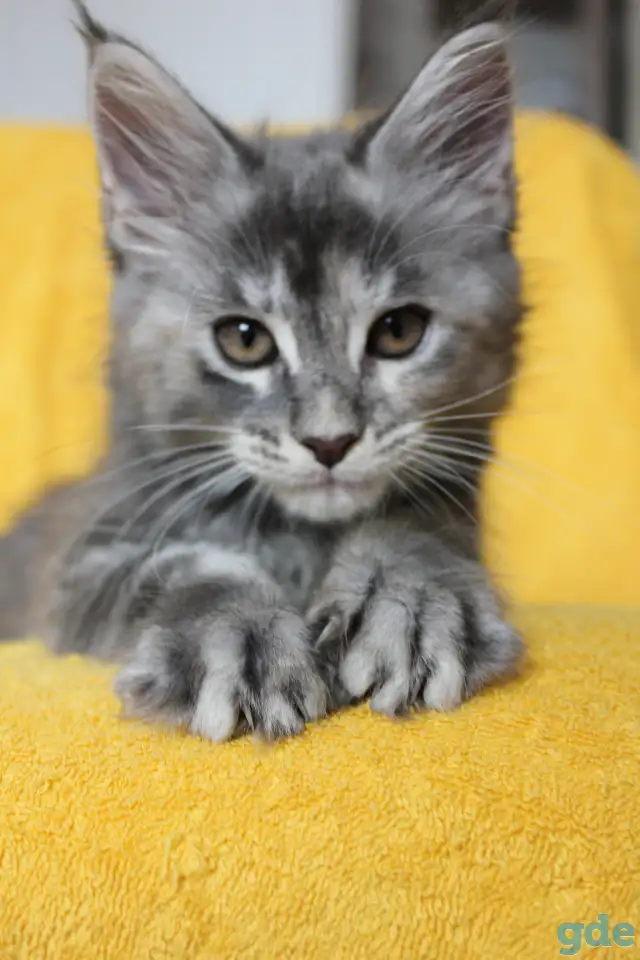 6 Котенок Мейн кун, фотография 1