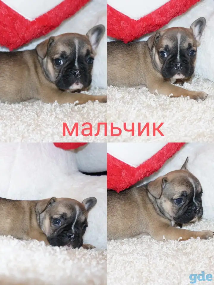 Французский бульдог щенки, фотография 8