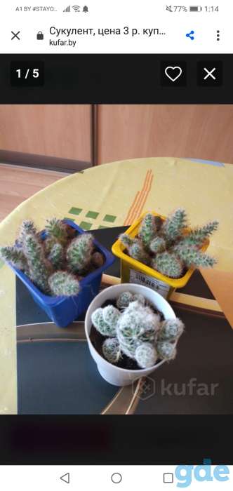 Сукуленты, фотография 2