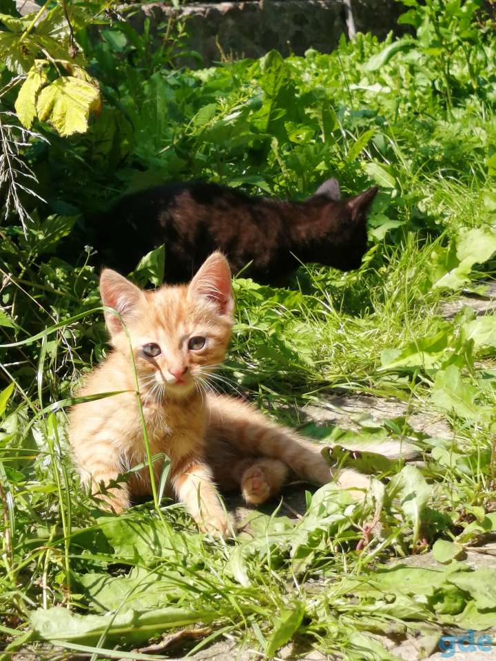 Котята в добрые руки, фотография 2