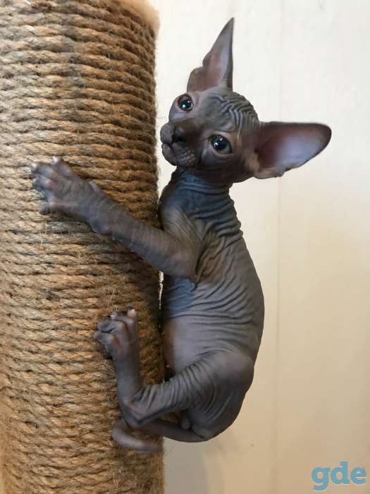 Котята канадского сфинкса, фотография 3