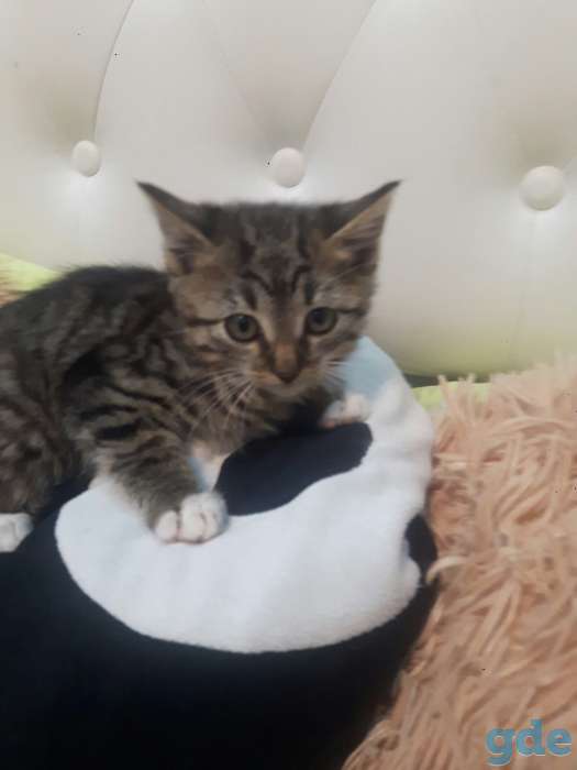 маленький котенок ищет дом, фотография 2