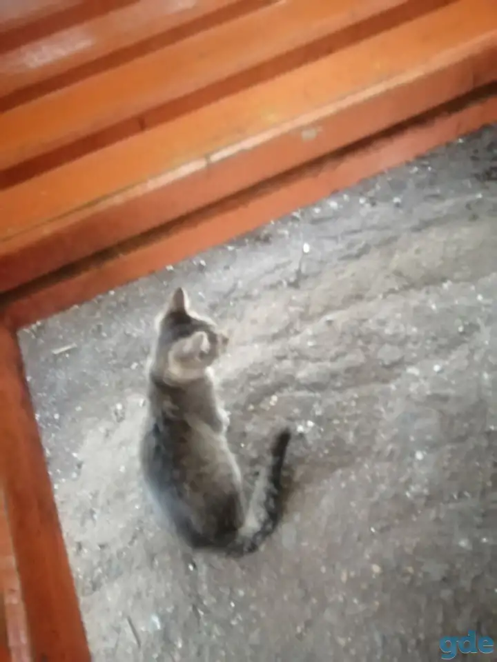 Кот в добрые руки, фотография 2