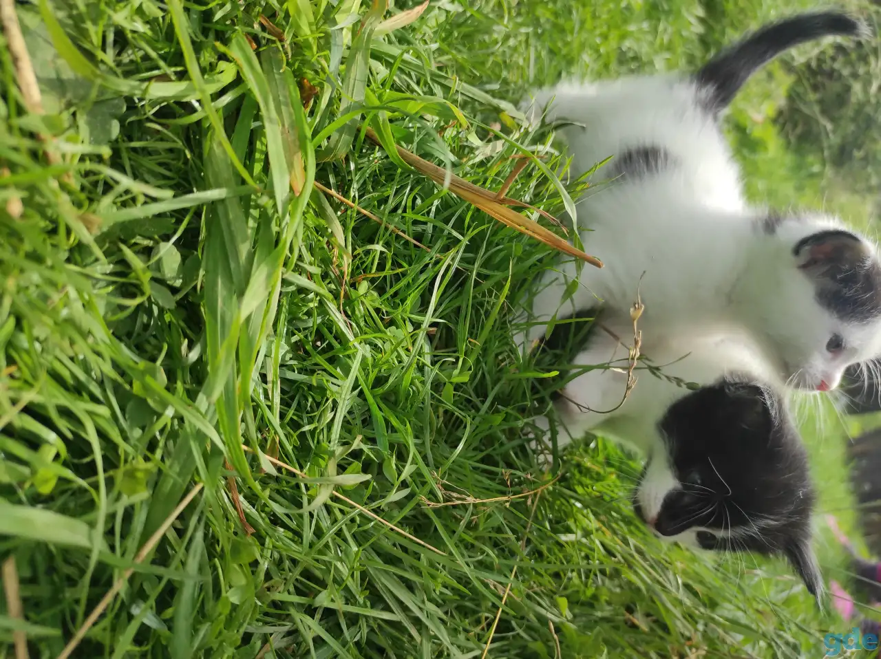 Котята (3 недели), фотография 4
