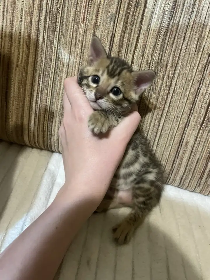 Бенгальские котята, фотография 4