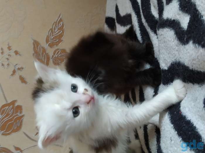 Котенок, фотография 3