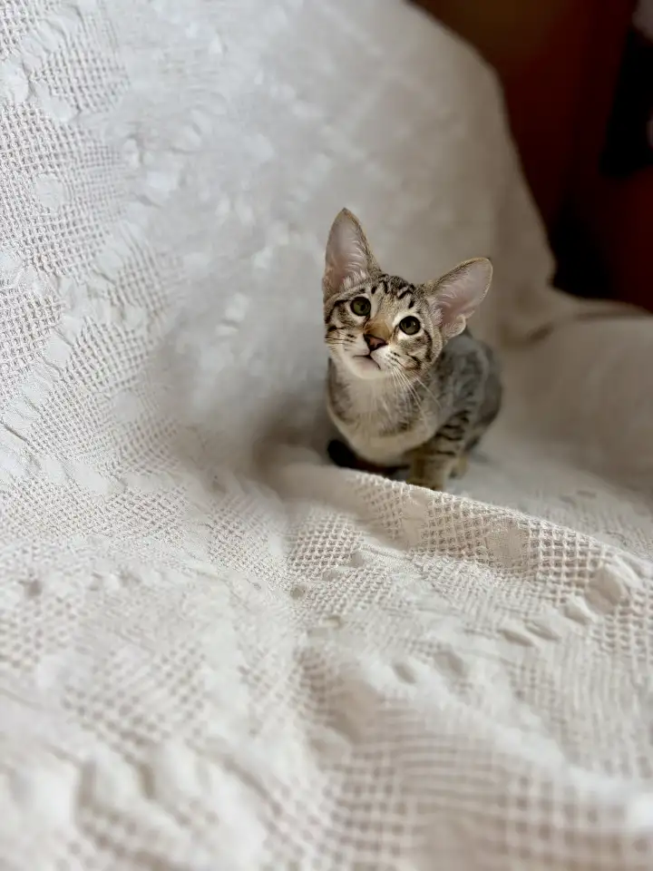 Котята ориентальной породы девочки, фотография 4