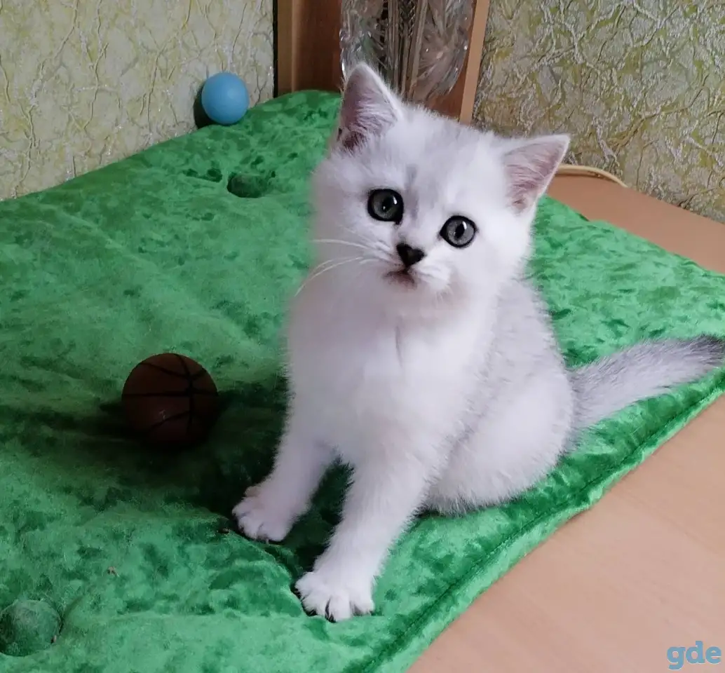 Британские котята, фотография 3