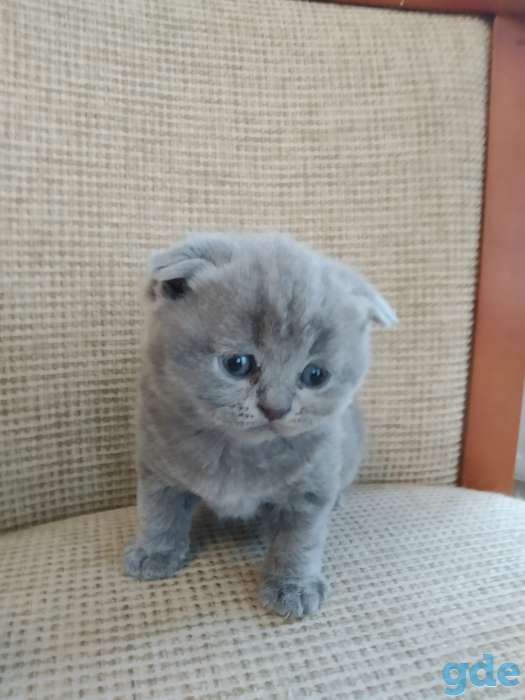 Продажа шотландских котят, фотография 2