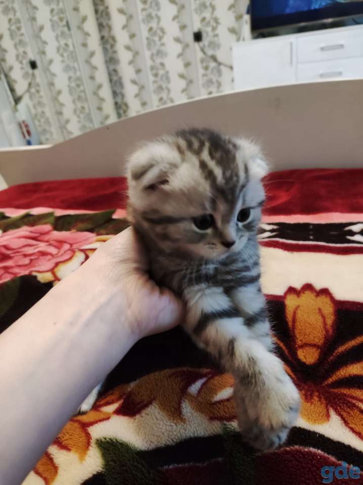 Шотландский вислоухий котенок, фотография 6