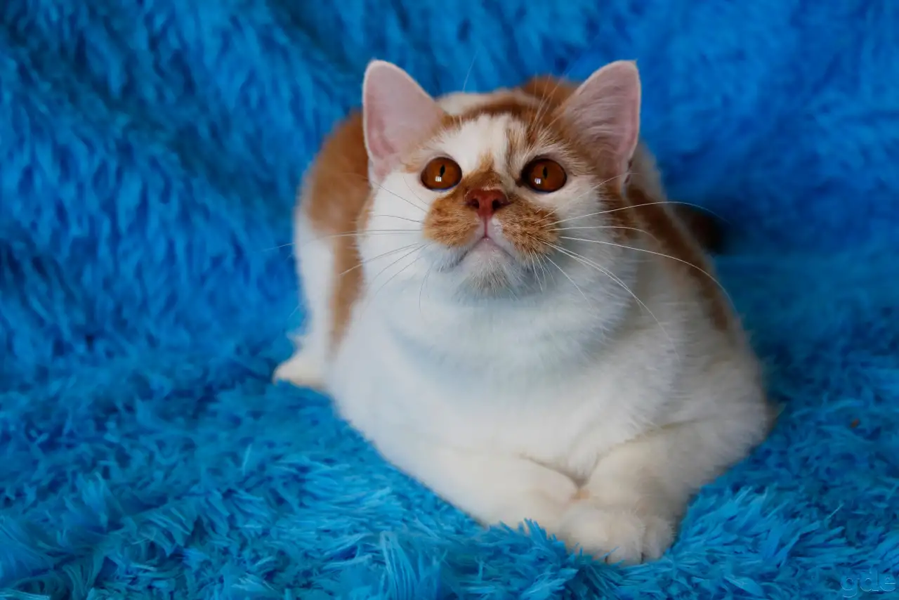 Красивый Котя с янтарными глазками ищет семью!, фотография 2