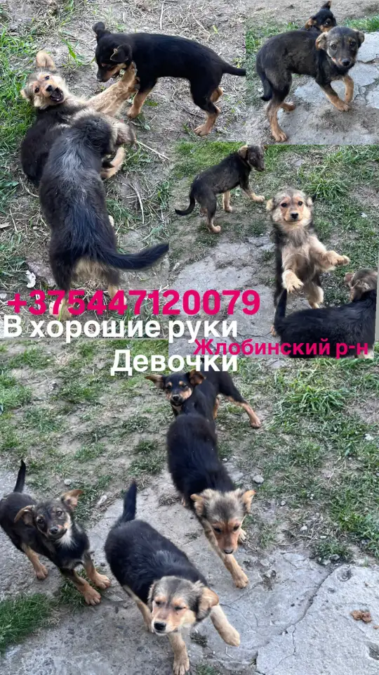 Щенки в дар, фотография 1