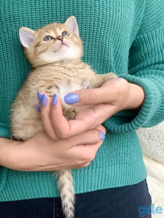 Шикарный шотландский котёнок, фотография 3