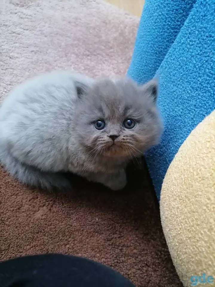 Котята, фотография 4
