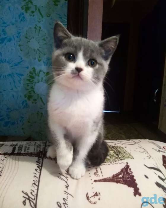 Британские котята, фотография 2