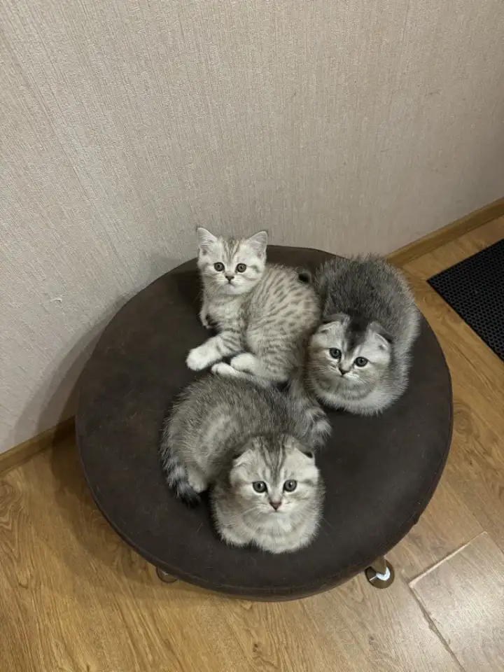 Шотландские котятатабби, фотография 4
